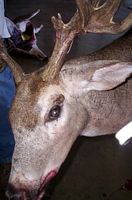 Head 1 