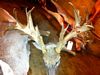 Non Typical 27 Point Buck